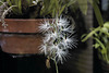 Habenaria medusa Orchid – Orchid House, Princess of Wales Conservatory, Kew Gardens, Richmond upon Thames, London, England