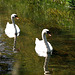 Two of a Kind Mute Swans (Cygnus olor) on River Hertford. 2nd June 2009