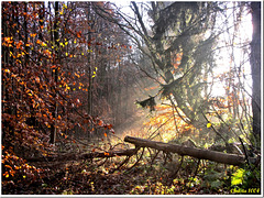 Ray of light in the late autumn forest