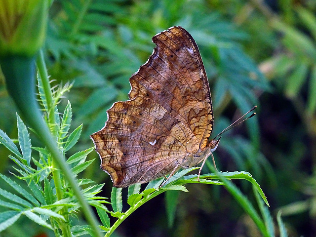 Polygonia c-aureum