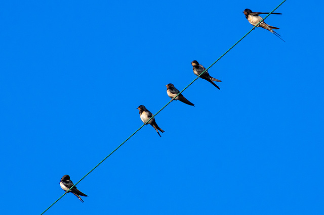 Swallows