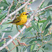 Yellow Warbler male collecting insects