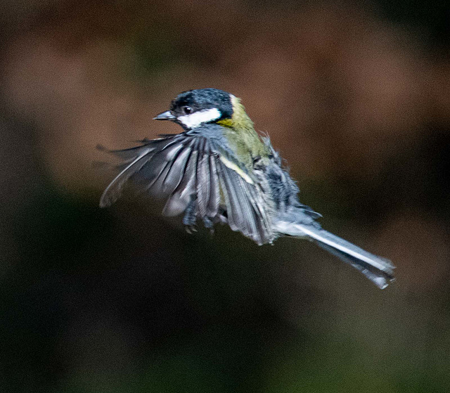 Great tit