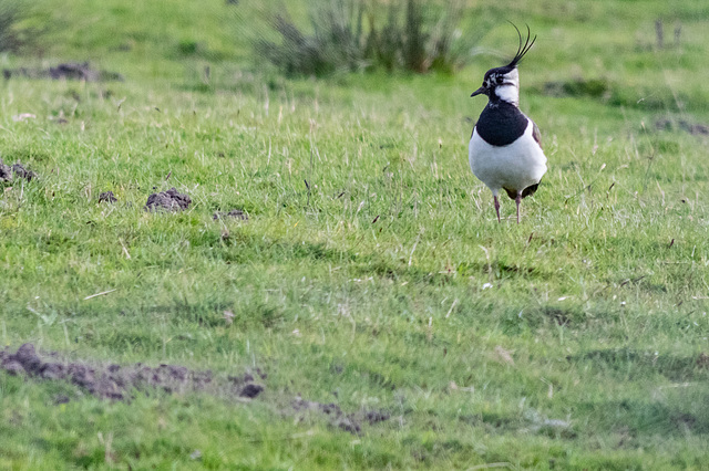 Lapwing