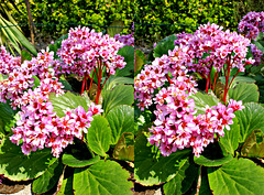 Purpurrötliche Bergenie (Bergenia purpurascens) in X3D. ©UdoSm