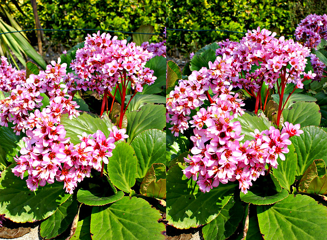 Purpurrötliche Bergenie (Bergenia purpurascens) in X3D. ©UdoSm