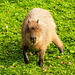 Capybara