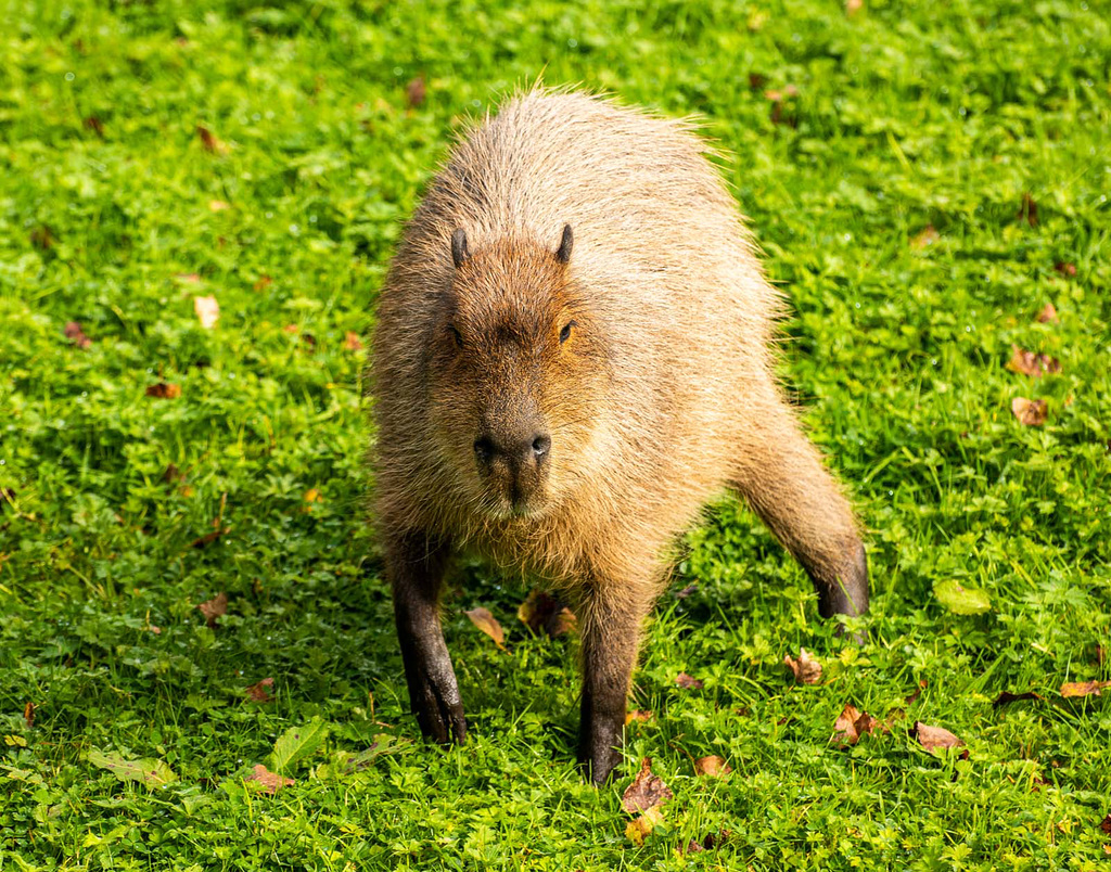 Capybara