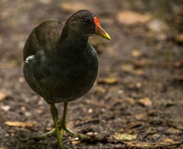 Moorhen