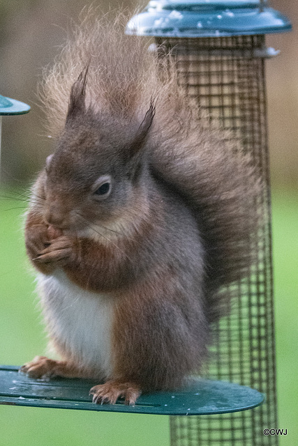 Red Squirrel at breakfast