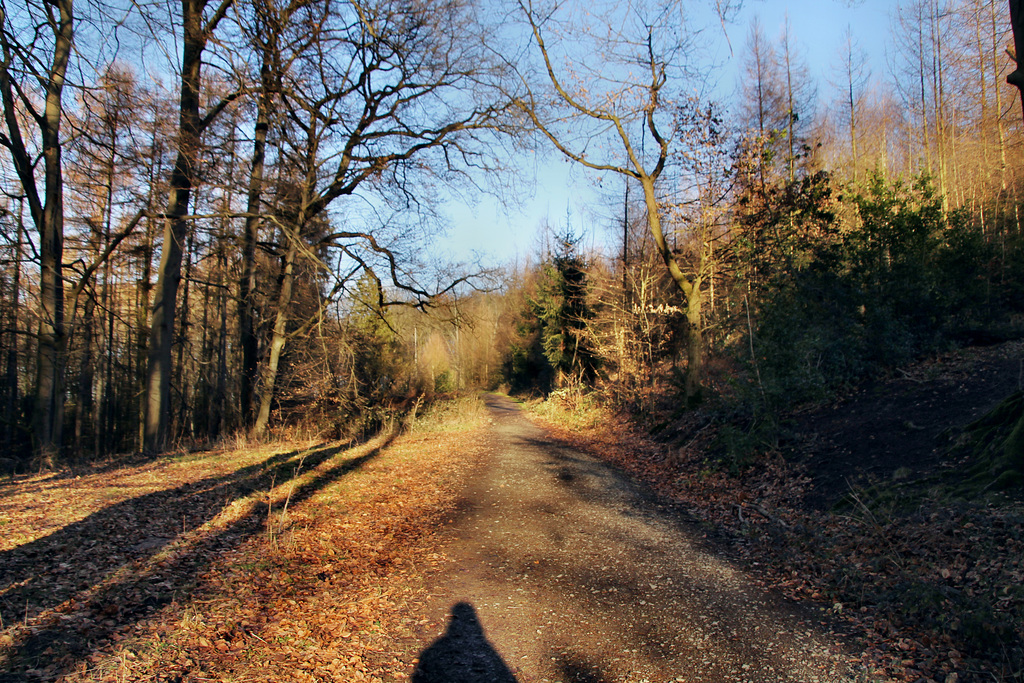 Waldweg am Schlebuscher Berg (Wetter) / 25.02.2023