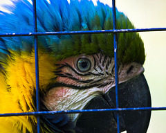 Eye!.. -  Wildlife Park "La Torbiera", Agrate Conturbia, Novara