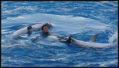 dansen met dolfijnen