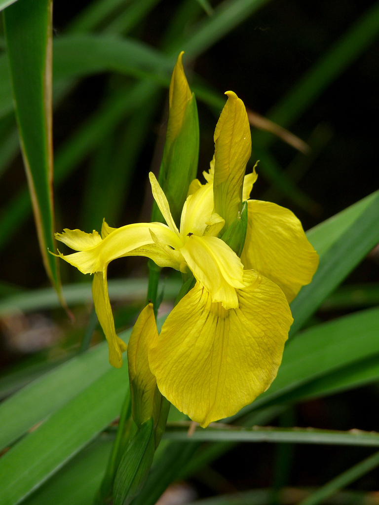 Yellow Flag