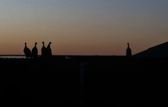 guineas at sunset