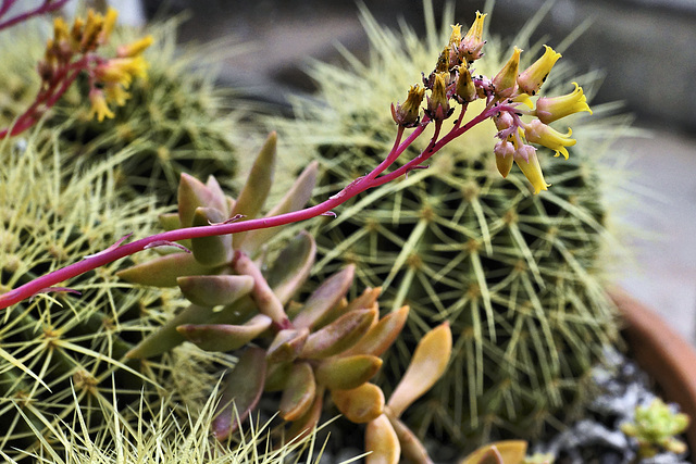 On Pins and Needles – Brooklyn Botanic Garden, New York, New York