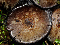 Shaggy Inkcap. Coprinus comatus