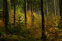 Wollsack-Wald
