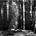 A Walk in Armstrong Woods -BW