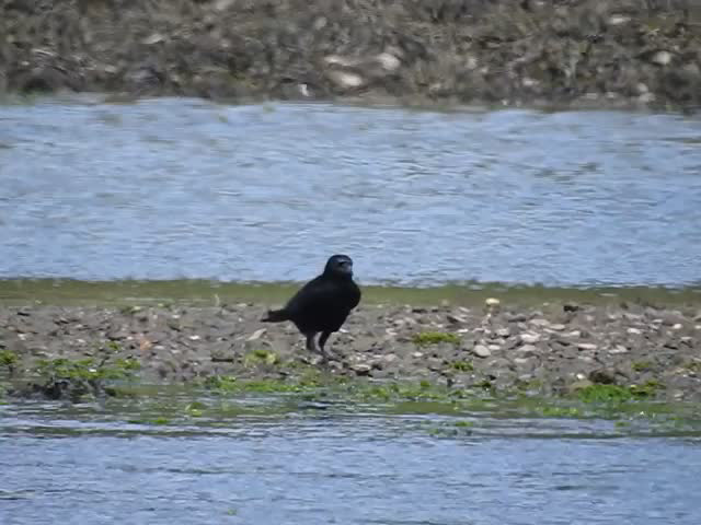 20190609 4918CP~V [R~GB] Kolkrabe, Wales