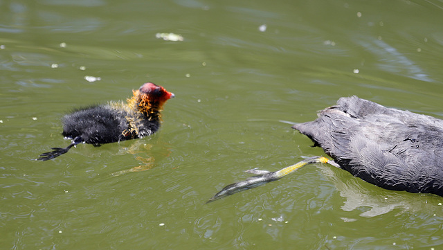 Natation synchronisée.....