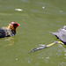 Natation synchronisée.....