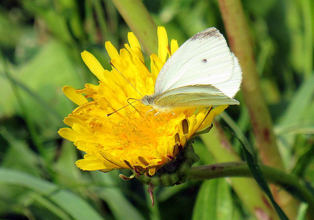 Blanka papilio