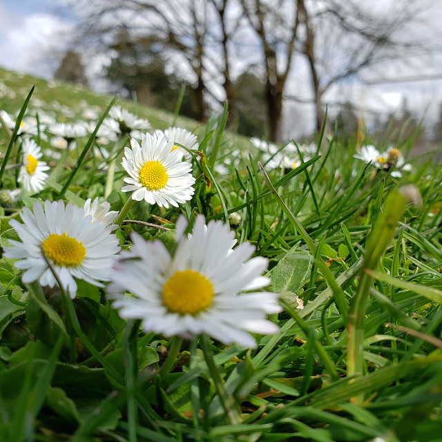 first daisies