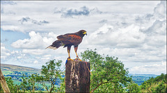 Harris Hawk Harris Hawk