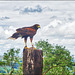 Harris Hawk