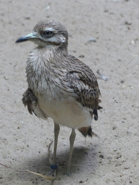 Warsaw Zoo (5) - 21 September 2015