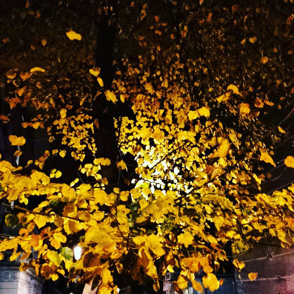 Autumn colours