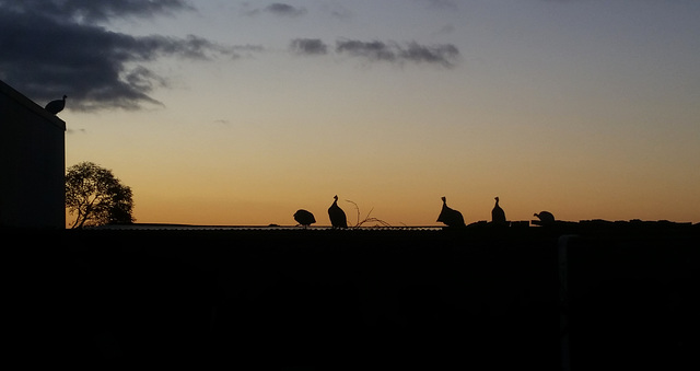 guineas at sunset