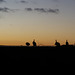 guineas at sunset