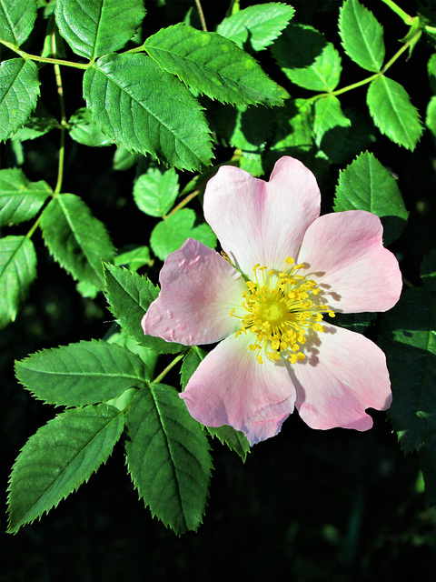 Dog Rose.