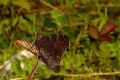 Comma IMG_00887