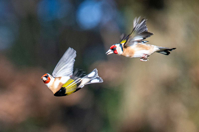 Goldfinch