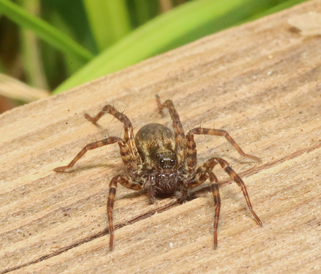 SpiderIMG 2557