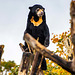 Sun bear