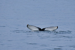 Humpback whale 1