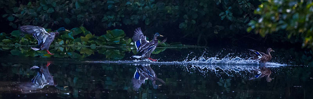 Mallards