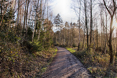 Waldweg am Schlebuscher Berg (Wetter) / 25.02.2023