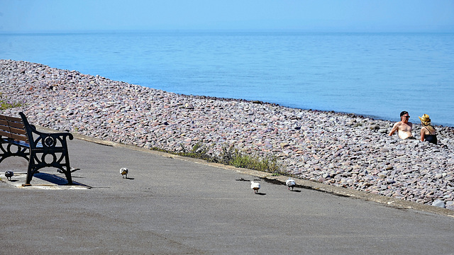 Pigeon Parade