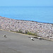 Pigeon Parade Pigeon Parade