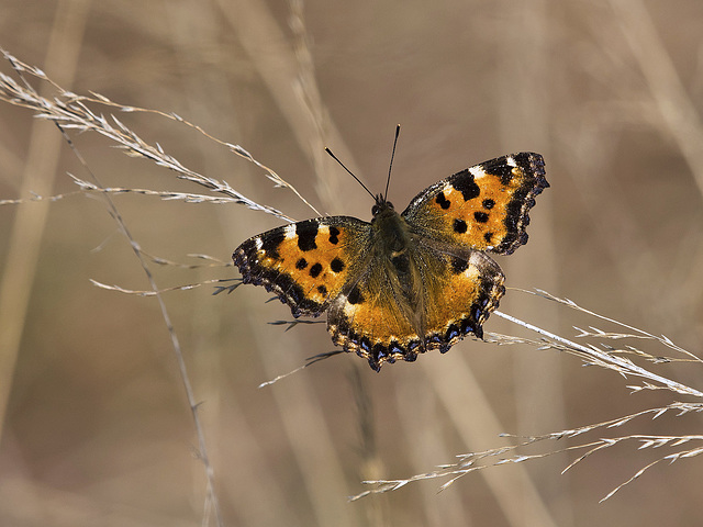 Butterfly "Nymphalis polychloros" - Baraggia di Candelo, Biella