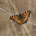 Butterfly "Nymphalis polychloros" - Baraggia di Candelo, Biella