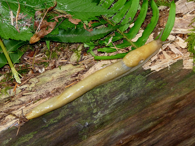 Banana Slug