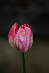 tulipe façon " berlingot " .....