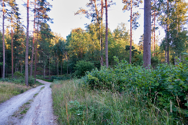 -waldweg-03130-co-19-07-17