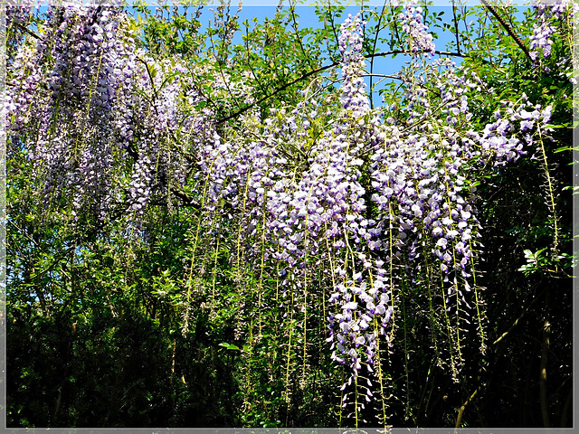 Glycine au jardin des Saules à Saint André des Eaux (22) avec PIP